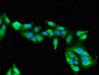 Immunofluorescent analysis of Hela cells using CAC11089 at dilution of 1:100 and Alexa Fluor 488-congugated AffiniPure Goat Anti-Rabbit IgG(H+L)