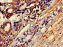Immunohistochemistry of paraffin-embedded human smooth muscle tissue using CAC11090 at dilution of 1:100