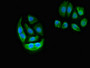 Immunofluorescent analysis of A549 cells using CAC11097 at dilution of 1:100 and Alexa Fluor 488-congugated AffiniPure Goat Anti-Rabbit IgG(H+L)