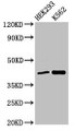 Western Blot; Positive WB detected in: HEK293 whole cell lysate, K562 whole cell lysate; All lanes: FANCF antibody at 3µg/ml; Secondary; Goat polyclonal to rabbit IgG at 1/50000 dilution; Predicted band size: 43 kDa; Observed band size: 43 kDa