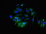 Immunofluorescent analysis of A549 cells using CAC11111 at dilution of 1:100 and Alexa Fluor 488-congugated AffiniPure Goat Anti-Rabbit IgG(H+L)