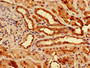 Immunohistochemistry of paraffin-embedded human kidney tissue using CAC11112 at dilution of 1:100