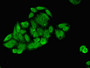 Immunofluorescent analysis of HepG2 cells using CAC11112 at dilution of 1:100 and Alexa Fluor 488-congugated AffiniPure Goat Anti-Rabbit IgG(H+L)