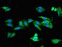 Immunofluorescent analysis of HepG2 cells using CAC11117 at dilution of 1:100 and Alexa Fluor 488-congugated AffiniPure Goat Anti-Rabbit IgG(H+L) Immunofluorescent analysis of HepG2 cells using CAC11117 at dilution of 1:100 and Alexa Fluor 488-congugated AffiniPure Goat Anti-Rabbit IgG(H+L)