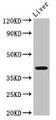 Western Blot; Positive WB detected in: Mouse liver tissue; All lanes: MAB21L2 antibody at 3µg/ml; Secondary; Goat polyclonal to rabbit IgG at 1/50000 dilution; Predicted band size: 41 kDa; Observed band size: 41 kDa;