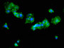 Immunofluorescent analysis of HepG2 cells using CAC11124 at dilution of 1:100 and Alexa Fluor 488-congugated AffiniPure Goat Anti-Rabbit IgG(H+L)