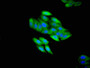 Immunofluorescent analysis of HepG2 cells using CAC11133 at dilution of 1:100 and Alexa Fluor 488-congugated AffiniPure Goat Anti-Rabbit IgG(H+L)