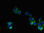 Immunofluorescent analysis of HepG2 cells using CAC11138 at dilution of 1:100 and Alexa Fluor 488-congugated AffiniPure Goat Anti-Rabbit IgG(H+L)