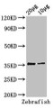 Western Blot; Positive WB detected in: Zebrafish tissue 20µg, 10µg; All lanes: tal1 antibody at 3µg/ml; Secondary; Goat polyclonal to rabbit IgG at 1/50000 dilution; Predicted band size: 36, 23 kDa; Observed band size: 36 kDa