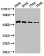 Western Blot; Positive WB detected in Recombinant protein; All lanes: Thiaminase-1 antibody at 3µg/ml; Secondary; Goat polyclonal to rabbit IgG at 1/50000 dilution; Predicted band size: 58 kDa; Observed band size: 58 kDa