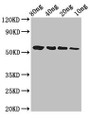 Western Blot; Positive WB detected in Recombinant protein; All lanes: btfP antibody at 3µg/ml; Secondary; Goat polyclonal to rabbit IgG at 1/50000 dilution; Predicted band size: 58 kDa; Observed band size: 58 kDa;