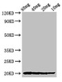 Western Blot; Positive WB detected in Recombinant protein; All lanes: THI2.1 antibody at 2.7µg/ml; Secondary; Goat polyclonal to rabbit IgG at 1/50000 dilution; Predicted band size: 20 kDa; Observed band size: 20 kDa;