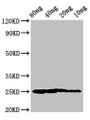 Western Blot; Positive WB detected in Recombinant protein; All lanes: Vertebrate ancient opsin antibody at 3µg/ml; Secondary; Goat polyclonal to rabbit IgG at 1/50000 dilution; Predicted band size: 25 kDa; Observed band size: 25 kDa