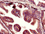 Immunohistochemistry of paraffin-embedded human prostate tissue using CAC11153 at dilution of 1:100