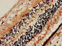 Immunohistochemistry of paraffin-embedded human eye tissue using CAC11154 at dilution of 1:100