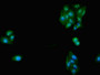 Immunofluorescent analysis of HepG2 cells using CAC11154 at dilution of 1:100 and Alexa Fluor 488-congugated AffiniPure Goat Anti-Rabbit IgG(H+L)