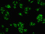 Immunofluorescent analysis of HepG2 cells using CAC11156 at dilution of 1:100 and Alexa Fluor 488-congugated AffiniPure Goat Anti-Rabbit IgG(H+L)