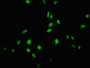 Immunofluorescent analysis of Hela cells using CAC11158 at dilution of 1:100 and Alexa Fluor 488-congugated AffiniPure Goat Anti-Rabbit IgG(H+L)