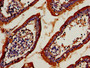 Immunocytochemistry analysis of human small intestine tissue using CAC11163 at dilution of 1:100