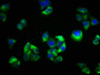 Immunofluorescence staining of Hela cells with CAC11170 at 1:33, counter-stained with DAPI. The cells were fixed in 4% formaldehyde, permeabilized using 0.2% Triton X-100 and blocked in 10% normal Goat Serum. The cells were then incubated with the antibody overnight at 4°C. The secondary antibody was Alexa Fluor 488-congugated AffiniPure Goat Anti-Rabbit IgG(H+L).