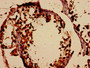 Immunohistochemistry analysis of human testis tissue using CAC11183 at dilution of 1:100 Immunohistochemistry analysis of human testis tissue using CAC11183 at dilution of 1:100