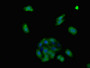 Immunofluorescent analysis of HepG2 cells using CAC11186 at dilution of 1:100 and Alexa Fluor 488-congugated AffiniPure Goat Anti-Rabbit IgG(H+L) Immunofluorescent analysis of HepG2 cells using CAC11186 at dilution of 1:100 and Alexa Fluor 488-congugated AffiniPure Goat Anti-Rabbit IgG(H+L)