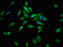 Immunofluorescent analysis of Hela cells using CAC11187 at dilution of 1:100 and Alexa Fluor 488-congugated AffiniPure Goat Anti-Rabbit IgG(H+L) Immunofluorescent analysis of Hela cells using CAC11187 at dilution of 1:100 and Alexa Fluor 488-congugated AffiniPure Goat Anti-Rabbit IgG(H+L)
