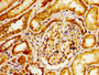 Immunohistochemistry of paraffin-embedded human kidney tissue using CAC11195 at dilution of 1:100 Immunohistochemistry of paraffin-embedded human kidney tissue using CAC11195 at dilution of 1:100