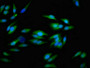 Immunofluorescent analysis of Hela cells using CAC11195 at dilution of 1:100 and Alexa Fluor 488-congugated AffiniPure Goat Anti-Rabbit IgG(H+L) Immunofluorescent analysis of Hela cells using CAC11195 at dilution of 1:100 and Alexa Fluor 488-congugated AffiniPure Goat Anti-Rabbit IgG(H+L)