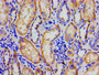 Immunohistochemistry of paraffin-embedded human kidney tissue using CAC11199 at dilution of 1:100 Immunohistochemistry of paraffin-embedded human kidney tissue using CAC11199 at dilution of 1:100