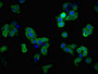 Immunofluorescent analysis of PC-3 cells using CAC11203 at dilution of 1:100 and Alexa Fluor 488-congugated AffiniPure Goat Anti-Rabbit IgG(H+L) Immunofluorescent analysis of PC-3 cells using CAC11203 at dilution of 1:100 and Alexa Fluor 488-congugated AffiniPure Goat Anti-Rabbit IgG(H+L)