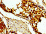 Immunohistochemistry of paraffin-embedded human testis tissue using CAC11210 at dilution of 1:100 Immunohistochemistry of paraffin-embedded human testis tissue using CAC11210 at dilution of 1:100