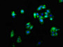 Immunofluorescent analysis of HepG2 cells using CAC11213 at dilution of 1:100 and Alexa Fluor 488-congugated AffiniPure Goat Anti-Rabbit IgG(H+L) Immunofluorescent analysis of HepG2 cells using CAC11213 at dilution of 1:100 and Alexa Fluor 488-congugated AffiniPure Goat Anti-Rabbit IgG(H+L)