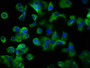 Immunofluorescence staining of MCF-7 cells with CAC11233 at 1:200, counter-stained with DAPI. The cells were fixed in 4% formaldehyde, permeabilized using 0.2% Triton X-100 and blocked in 10% normal Goat Serum. The cells were then incubated with the antibody overnight at 4°C. The secondary antibody was Alexa Fluor 488-congugated AffiniPure Goat Anti-Rabbit IgG(H+L). Immunofluorescence staining of MCF-7 cells with CAC11233 at 1:200, counter-stained with DAPI. The cells were fixed in 4% formaldehyde, permeabilized using 0.2% Triton X-100 and blocked in 10% normal Goat Serum. The cells were then incubated with the antibody overnight at 4°C. The secondary antibody was Alexa Fluor 488-congugated AffiniPure Goat Anti-Rabbit IgG(H+L).