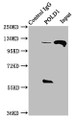 Immunoprecipitating POLD1 in Hela whole cell lysate; , Lane 1: Rabbit control IgG instead in Hela whole cell lysate. For western blotting, a HRP-conjugated Protein G antibody was used as the secondary antibody (1/2000); , Lane 2: CAC11242 (8µg) + Hela whole cell lysate (500µg); , Lane 3: Hela whole cell lysate (10µg) Immunoprecipitating POLD1 in Hela whole cell lysate; , Lane 1: Rabbit control IgG instead in Hela whole cell lysate. For western blotting, a HRP-conjugated Protein G antibody was used as the secondary antibody (1/2000); , Lane 2: CAC11242 (8µg) + Hela whole cell lysate (500µg); , Lane 3: Hela whole cell lysate (10µg)