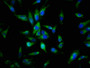 Immunofluorescence staining of Hela cells with CAC11246 at 1:144, counter-stained with DAPI. The cells were fixed in 4% formaldehyde, permeabilized using 0.2% Triton X-100 and blocked in 10% normal Goat Serum. The cells were then incubated with the antibody overnight at 4°C. The secondary antibody was Alexa Fluor 488-congugated AffiniPure Goat Anti-Rabbit IgG(H+L). Immunofluorescence staining of Hela cells with CAC11246 at 1:144, counter-stained with DAPI. The cells were fixed in 4% formaldehyde, permeabilized using 0.2% Triton X-100 and blocked in 10% normal Goat Serum. The cells were then incubated with the antibody overnight at 4°C. The secondary antibody was Alexa Fluor 488-congugated AffiniPure Goat Anti-Rabbit IgG(H+L).