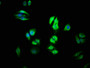 Immunofluorescence staining of HepG2 cells with CAC11247 at 1:100, counter-stained with DAPI. The cells were fixed in 4% formaldehyde, permeabilized using 0.2% Triton X-100 and blocked in 10% normal Goat Serum. The cells were then incubated with the antibody overnight at 4°C. The secondary antibody was Alexa Fluor 488-congugated AffiniPure Goat Anti-Rabbit IgG(H+L). Immunofluorescence staining of HepG2 cells with CAC11247 at 1:100, counter-stained with DAPI. The cells were fixed in 4% formaldehyde, permeabilized using 0.2% Triton X-100 and blocked in 10% normal Goat Serum. The cells were then incubated with the antibody overnight at 4°C. The secondary antibody was Alexa Fluor 488-congugated AffiniPure Goat Anti-Rabbit IgG(H+L).
