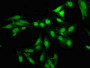 Immunofluorescence staining of Hela cells with CAC11265 at 1:133, counter-stained with DAPI. The cells were fixed in 4% formaldehyde, permeabilized using 0.2% Triton X-100 and blocked in 10% normal Goat Serum. The cells were then incubated with the antibody overnight at 4°C. The secondary antibody was Alexa Fluor 488-congugated AffiniPure Goat Anti-Rabbit IgG(H+L). Immunofluorescence staining of Hela cells with CAC11265 at 1:133, counter-stained with DAPI. The cells were fixed in 4% formaldehyde, permeabilized using 0.2% Triton X-100 and blocked in 10% normal Goat Serum. The cells were then incubated with the antibody overnight at 4°C. The secondary antibody was Alexa Fluor 488-congugated AffiniPure Goat Anti-Rabbit IgG(H+L).