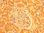 IHC image diluted at 1:400 and staining in paraffin-embedded human kidney tissue performed on a Leica BondTM system. After dewaxing and hydration, antigen retrieval was mediated by high pressure in a citrate buffer (pH 6.0). Section was blocked with 10% normal goat serum 30min at RT. Then primary antibody (1% BSA) was incubated at 4°C overnight. The primary is detected by a biotinylated secondary antibody and visualized using an HRP conjugated SP system. IHC image diluted at 1:400 and staining in paraffin-embedded human kidney tissue performed on a Leica BondTM system. After dewaxing and hydration, antigen retrieval was mediated by high pressure in a citrate buffer (pH 6.0). Section was blocked with 10% normal goat serum 30min at RT. Then primary antibody (1% BSA) was incubated at 4°C overnight. The primary is detected by a biotinylated secondary antibody and visualized using an HRP conjugated SP system.