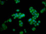 Immunofluorescence staining of PC-3 cells with CAC11280 at 1:100, counter-stained with DAPI. The cells were fixed in 4% formaldehyde, permeabilized using 0.2% Triton X-100 and blocked in 10% normal Goat Serum. The cells were then incubated with the antibody overnight at 4°C. The secondary antibody was Alexa Fluor 488-congugated AffiniPure Goat Anti-Rabbit IgG(H+L). Immunofluorescence staining of PC-3 cells with CAC11280 at 1:100, counter-stained with DAPI. The cells were fixed in 4% formaldehyde, permeabilized using 0.2% Triton X-100 and blocked in 10% normal Goat Serum. The cells were then incubated with the antibody overnight at 4°C. The secondary antibody was Alexa Fluor 488-congugated AffiniPure Goat Anti-Rabbit IgG(H+L).