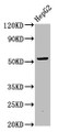 Western Blot; Positive WB detected in: HepG2 whole cell lysate; All lanes: OTUD5 antibody at 6.75µg/ml; Secondary; Goat polyclonal to rabbit IgG at 1/50000 dilution; Predicted band size: 61, 59, 60, 40 kDa; Observed band size: 59 kDa;