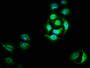 Immunofluorescence staining of A549 cells with CAC11284 at 1:100, counter-stained with DAPI. The cells were fixed in 4% formaldehyde, permeabilized using 0.2% Triton X-100 and blocked in 10% normal Goat Serum. The cells were then incubated with the antibody overnight at 4°C. The secondary antibody was Alexa Fluor 488-congugated AffiniPure Goat Anti-Rabbit IgG(H+L).