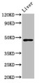 Western Blot; Positive WB detected in: Mouse liver tissue; All lanes: FUT8 antibody at 5.9µg/ml; Secondary; Goat polyclonal to rabbit IgG at 1/50000 dilution; Predicted band size: 67, 36, 48, 20 kDa; Observed band size: 48 kDa;