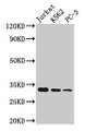 Western Blot; Positive WB detected in: Jurkat whole cell lysate, K562 whole cell lysate, PC-3 whole cell lysate; All lanes: HIST1H1D antibody at 1:166; Secondary; Goat polyclonal to rabbit IgG at 1/50000 dilution; Predicted band size: 23 kDa; Observed band size: 32 kDa