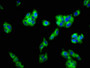 Immunofluorescence staining of HepG2 cells with CAC11310 at 1:133, counter-stained with DAPI. The cells were fixed in 4% formaldehyde, permeabilized using 0.2% Triton X-100 and blocked in 10% normal Goat Serum. The cells were then incubated with the antibody overnight at 4°C. The secondary antibody was Alexa Fluor 488-congugated AffiniPure Goat Anti-Rabbit IgG(H+L).
