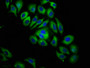 Immunofluorescence staining of A549 cells with CAC11312 at 1:133, counter-stained with DAPI. The cells were fixed in 4% formaldehyde, permeabilized using 0.2% Triton X-100 and blocked in 10% normal Goat Serum. The cells were then incubated with the antibody overnight at 4°C. The secondary antibody was Alexa Fluor 488-congugated AffiniPure Goat Anti-Rabbit IgG(H+L).