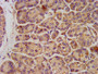 IHC image of CAC11313 diluted at 1:300 and staining in paraffin-embedded human pancreatic tissue performed on a Leica BondTM system. After dewaxing and hydration, antigen retrieval was mediated by high pressure in a citrate buffer (pH 6.0). Section was blocked with 10% normal goat serum 30min at RT. Then primary antibody (1% BSA) was incubated at 4°C overnight. The primary is detected by a biotinylated secondary antibody and visualized using an HRP conjugated SP system.