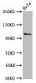 Western Blot; Positive WB detected in: Hela whole cell lysate; All lanes: PAM antibody at 5.6µg/ml; Secondary; Goat polyclonal to rabbit IgG at 1/50000 dilution; Predicted band size: 109, 97, 101, 99, 107 kDa; Observed band size: 109 kDa