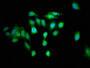 Immunofluorescence staining of Hela cells with CAC11317 at 1:100, counter-stained with DAPI. The cells were fixed in 4% formaldehyde, permeabilized using 0.2% Triton X-100 and blocked in 10% normal Goat Serum. The cells were then incubated with the antibody overnight at 4°C. The secondary antibody was Alexa Fluor 488-congugated AffiniPure Goat Anti-Rabbit IgG(H+L).