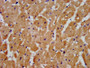 IHC image of CAC11322 diluted at 1:300 and staining in paraffin-embedded human heart tissue performed on a Leica BondTM system. After dewaxing and hydration, antigen retrieval was mediated by high pressure in a citrate buffer (pH 6.0). Section was blocked with 10% normal goat serum 30min at RT. Then primary antibody (1% BSA) was incubated at 4°C overnight. The primary is detected by a biotinylated secondary antibody and visualized using an HRP conjugated SP system.